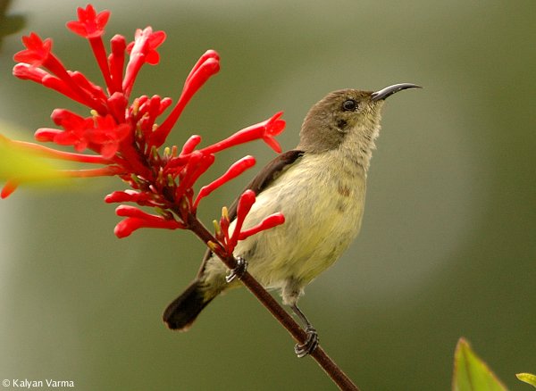 Image:Crimson backed sunbird female.jpg