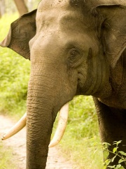 tusker in musth