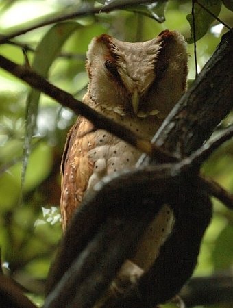 Oriental Bay owl (Phodilus assimilis) by Kalyan Varma