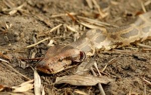 Indian Rock Python with leeches - Kalyan