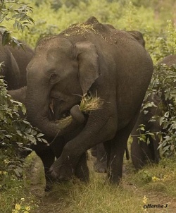 Dusting mud off the grass - Photo by Harsha