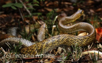 Rat Snakes fighting - by Natasha