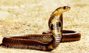 Common Cobra by Natasha